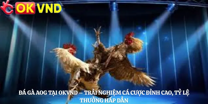 Đá Gà AOG Tại OKVND – Trải Nghiệm Cá Cược Đỉnh Cao, Tỷ Lệ Thưởng Hấp Dẫn
