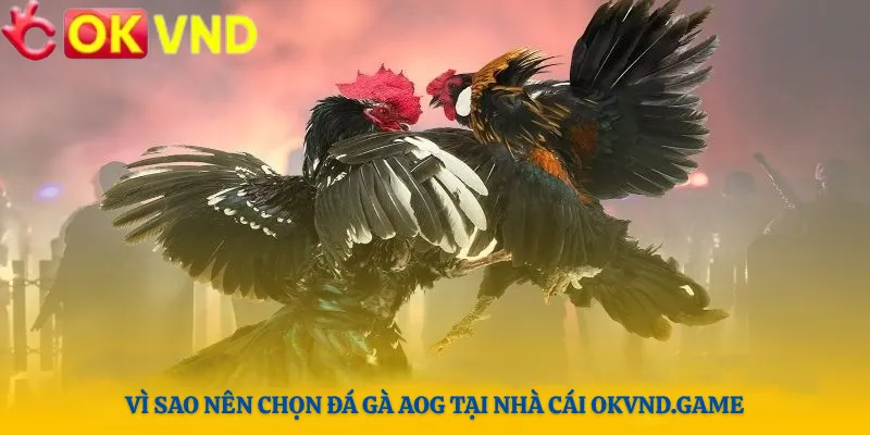Vì Sao Nên Chọn Đá Gà AOG Tại Nhà Cái OKVND.GAME